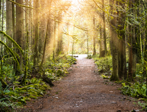The Path to Wisdom
